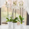SANTINO Orchid Pot Diameter 15 cm Self-Watering Pot with Wick