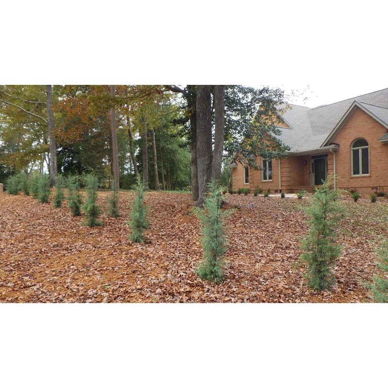 Carolina Sapphire Cypress Tree | 2 Large Gallon Size Plants