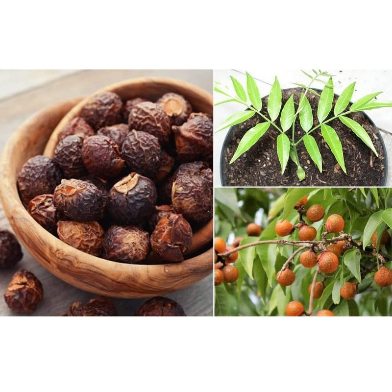 AnNafi® Reetha | Organic Soap Nuts | Aritha/Areetha/Kunkudukaialu |Sapindus Whole