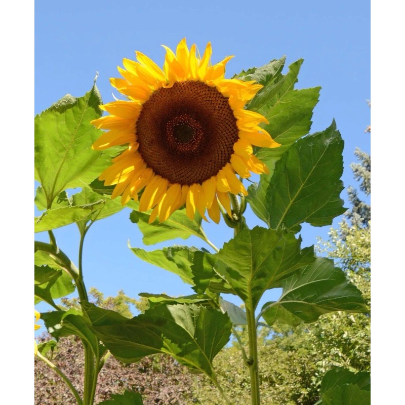 Sunflower 15 Mongolian GIANT Sunflower SEEDS Ready To Plant Now