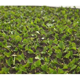 Cafe Crema ground coffee from Puerto Rico, 10 ounce can (Pack of 1)