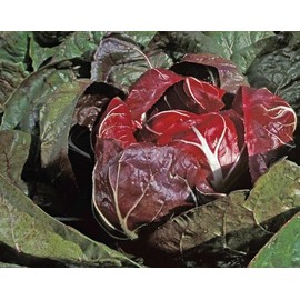 500 Rouge de Verona Radicchio Seeds for Planting Heirloom Non GMO 2+ Grams Garden Vegetable Bulk Survival Microgreems Sprouts Similar to Endive chickory