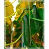 22Day Seeds: Seeds Cucumber Chinese Wonder Open-Pollinated / 60 Days/Non