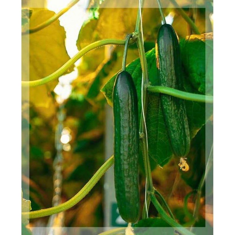 22Day Seeds: Seeds Cucumber Chinese Wonder Open-Pollinated / 60 Days/Non