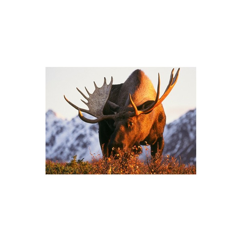 Expeditionen ins Tierreich - Abenteuer Yukon [2 DVDs]