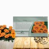 Outsidepride Kiss Orange Gazania Seeds for Planting – 25 Pcs