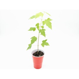Potted Silver Maple Tree (Healthy Seedling-Lightly Rooted)(Acer saccharinum)