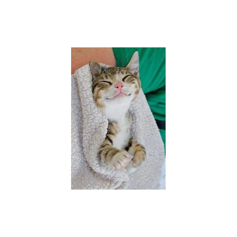 PET SUPPLEMENTS & NUTRITION LLC cat itching Pills - CAT