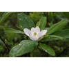 Sweet Bay Magnolia Tree | 10 Live Plants | Magnolia