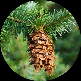 Living Libations Fir, Douglas Essential Oil, 30ml