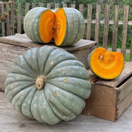 sunshine seeds Jarrahdale Blue Pumpkin Seeds (10) / ORGANIC / FLORIDA GROWN