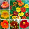 100+ Mix Nasturtium Seeds (Tropaeolum majus) Open Pollinated Easy to