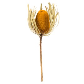 Vickerman 12" Jumbo Aspen Gold Banksia Flower with Stem, Natural Preserved Dried Plant for Wedding Bouquets Home Decor or Everyday Arrangements 3 Per Pack