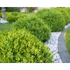 2 Green Velvet Boxwood’s, Buxus ‘Green Velvet’, Live Plants, 2.5”