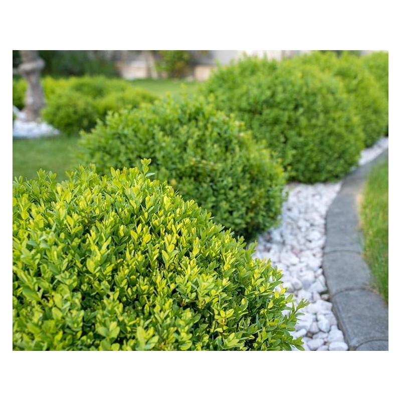 2 Green Velvet Boxwood’s, Buxus ‘Green Velvet’, Live Plants, 2.5”
