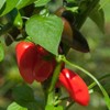 Park Seed Sweet Pepper Vegatable Plant Seeds, Easy to Grow,
