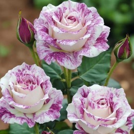 ZEshops Two-Tone White and Purple Rose Seeds – 20 Seeds – Non-GMO Heirloom Variety