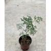 Dylman Gardens Rue Plant With Pot 7” Ruta graveolens Herb