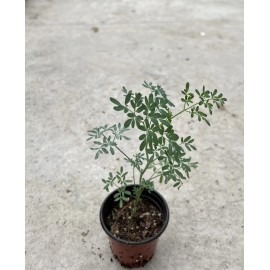 Dylman Gardens Rue Plant With Pot 7” Ruta graveolens Herb of Grace Medicinal Herb Live Plant