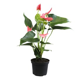 Pink Anthurium Live Plant (Approx. 17-19" Tall), Real Flowers/Unique House Plants in 6" Nursery Pot, Floral Office Plants, Air Purifying Plants & Cool Gifts for Plant Lovers by Plants for Pets