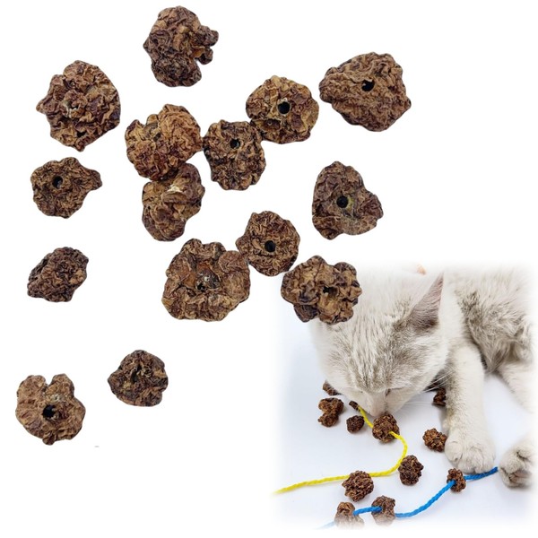 15PCS Dried Silvervine Gall Fruit with Perforated,Natural Silver Vine Cat's