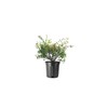 Abelia Grandiflora Edward Goucher | 1 Large Gallon Size Plant