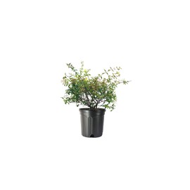 Abelia Grandiflora Edward Goucher | 1 Large Gallon Size Plant | Flowering Butterfly Attracting Shrub