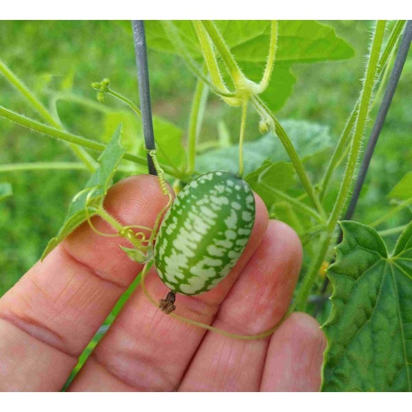 Cucamelon - Mexican mouse melon (melothria scabra), 10 seeds + combined ship!
