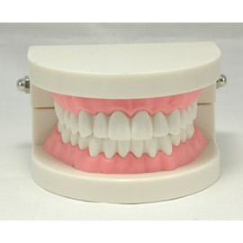 Teeth Model Teeth Model Toothpaste Instruction Model Small Model for Learning