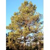 100% Pure Piñon Pine Tree Sap/Resin/Pitc - 8 oz. 1/2