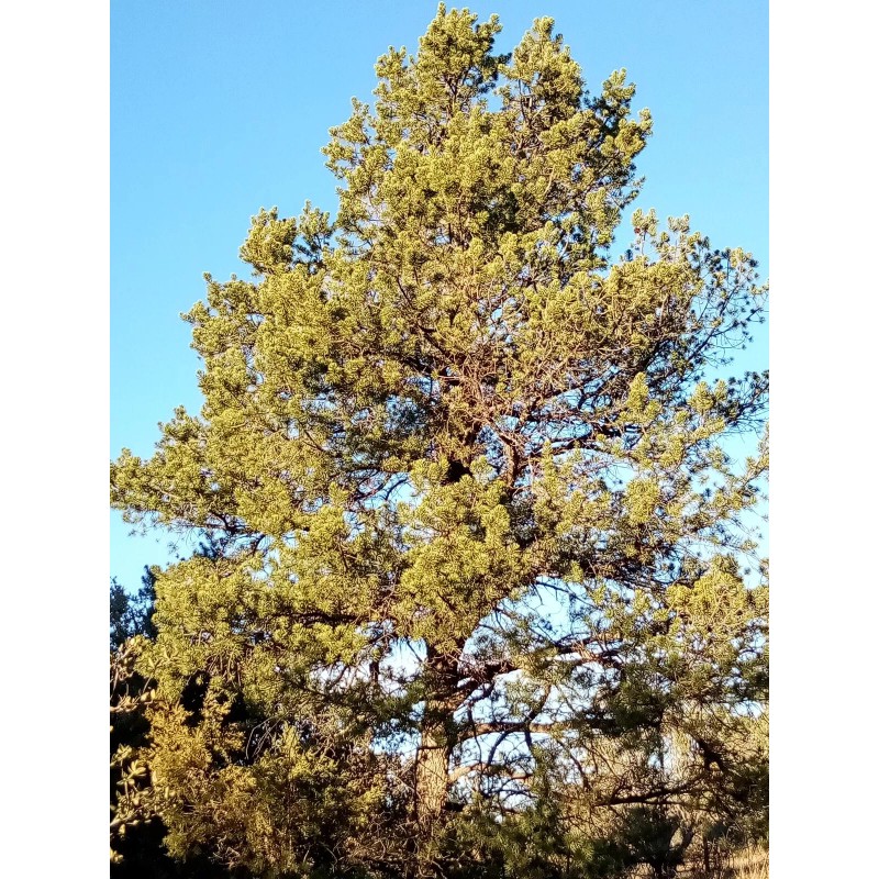 100% Pure Piñon Pine Tree Sap/Resin/Pitc - 8 oz. 1/2