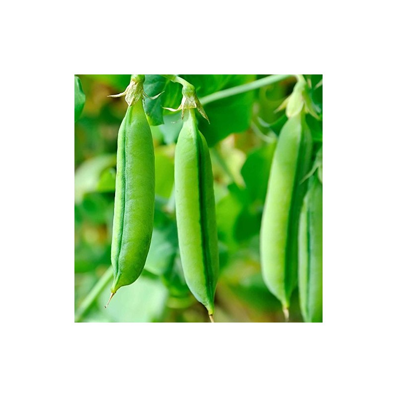 Super Sugar Snap Pea Garden Seeds - 5 Lbs -