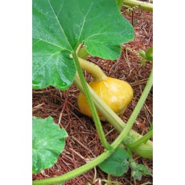 TomorrowSeeds - Mini Red Turban Ornamental Gourd Seeds - 30+ Count - for 2025 Planting Elf Houses Miniature Hat Pumpkin Turk's Autumn Orange Cap Mushroom Squash Garden Grow Your Own Home Farm Patio