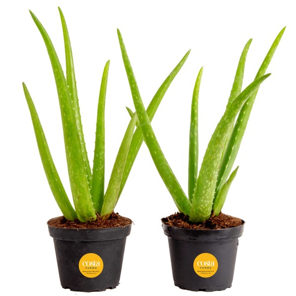 Costa Farms Aloe Vera (2 Pack), Live Succulent Plant, Easy Care Indoor Houseplant in Grower Pot, Natural Room Air Purifier in Soil, Living Room or Office Décor, New House Warming Gift, 12-Inches Tall