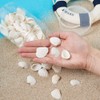 Natural Shells White, Natural Snow Shells, Small Shells from the