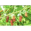 Unbranded 3 Pack - RED MULBERRY LIVE STARTER PLANTS (6
