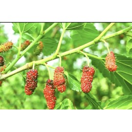 Unbranded 3 Pack - RED MULBERRY LIVE STARTER PLANTS (6 To 12 Inches Tall)
