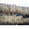 Peruvian Mammoth Mote Corn Seeds (30) / GIANT KERNALS /