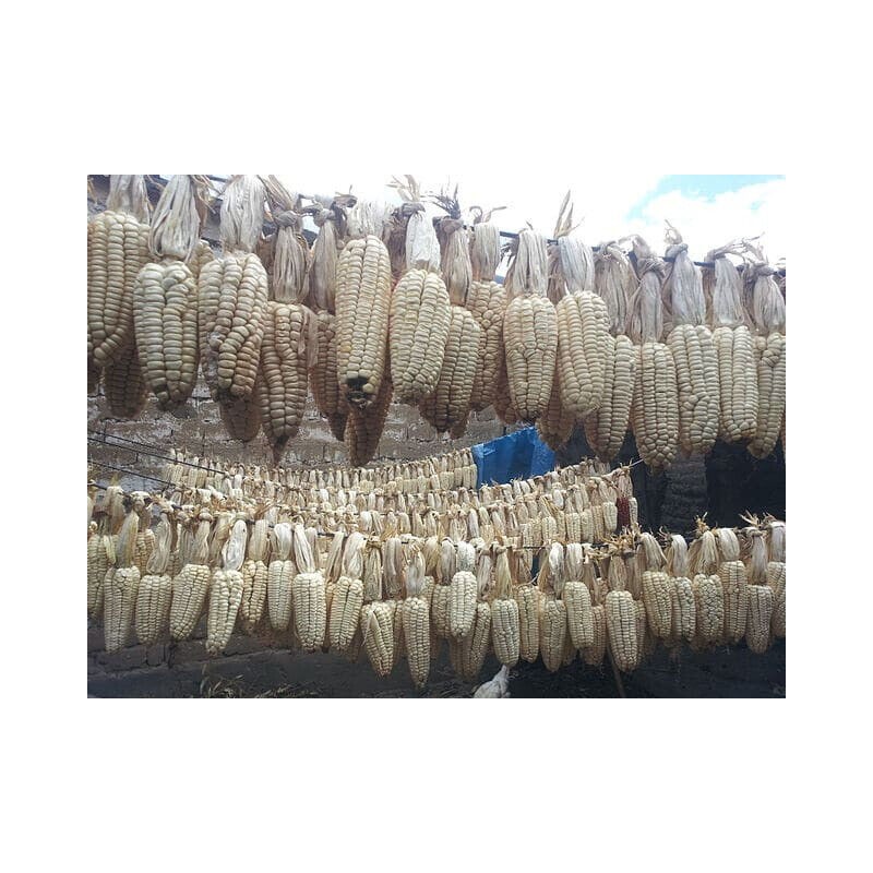 Peruvian Mammoth Mote Corn Seeds (30) / GIANT KERNALS /