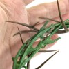 Corona de Espinas Plástico Verde Para Decoración y Semana Santa