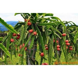 Cactus 4 Edgar's Baby Dragon Fruit Red Live Four Plants Garden Outdoor Plant