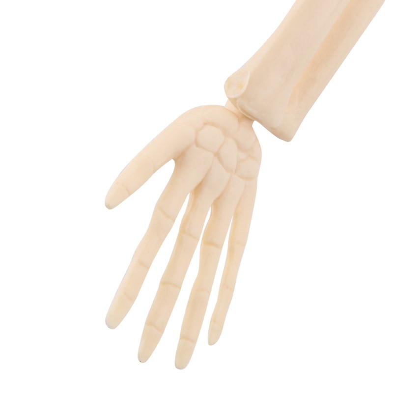 1pc Human Skeleton Anatomical Model Medical Anatomical Teaching Tool With