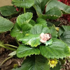 Green Sleeping Fairy Miniature Figurines,Fairy Garden Animals for Fairy Garden,Fairy Garden Accessories,Micro Landscape,Plant Pots,Bonsai Craft Decor Outdoor Yard Home Decoration Garden Sculptures