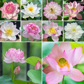 QAHITD 100pcs Bonsai Bowl Lotus Seeds for Planting Water Features, Perennial Aquatic Lotus Flowers Plants, Non-GMO Heirloom Seeds Outdoor Garden Pond Grow Easily