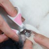 CattyMan CC Nyamera Curved Nail Clipper (Catti Salon Carinha)