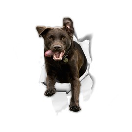 Winston & Bear 3D Dog Stickers - 2 Pack - Excited Black Labrador Stickers for Wall, Fridge, Toilet and More - Retail Packaged Labrador Stickers