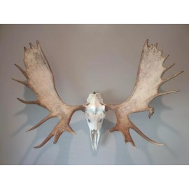 Large European Skull Hanger Wall Mount For Moose Buffalo Elk Deer Taxidermy Kit