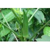 Southeast Seeds Clemson Spineless Okra Seeds, NON-GMO, Gumbo, Lady's Fingers,