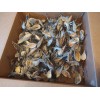 Fresh Milkweed seeds, 1,000 seeds, fresh 2024, from wild grown