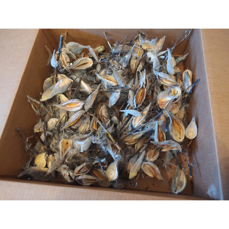 Fresh Milkweed seeds, 1,000 seeds, fresh 2024, from wild grown